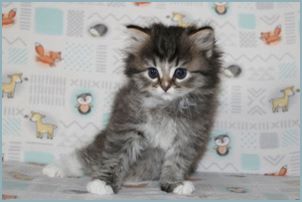 Female Siberian Kitten from Deedlebug Siberians 